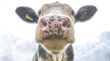 Benefits of grass fed beef